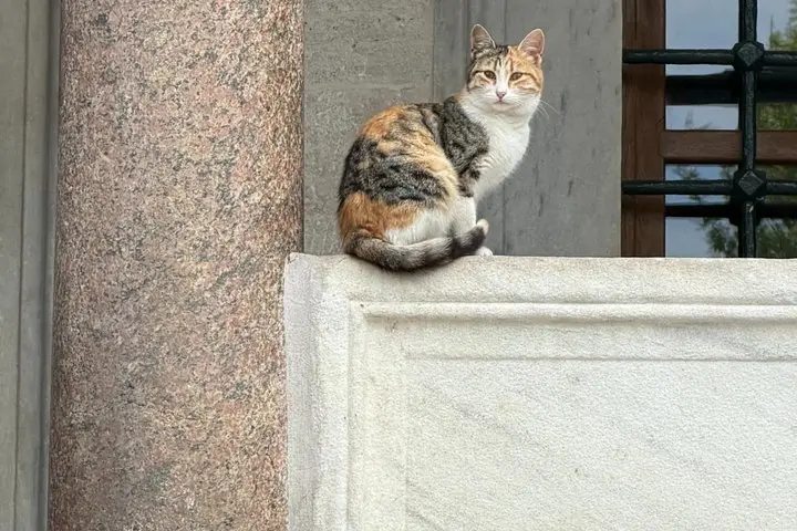 Private Istanbul Old City Tour | Walk, Transfer or Full Day